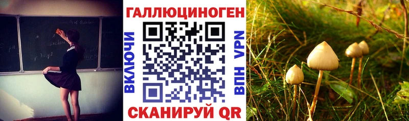 где продают   Хилок  Псилоцибиновые грибы Psilocybe 